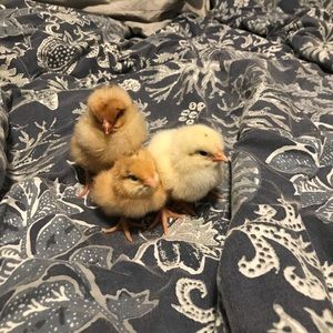 Meet your Posher, Twyla